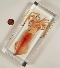 6.3" Large Squid in Clear Lucite Resin Paperweight Sea Marine Mollusc Specimen