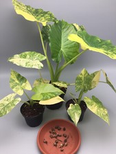 Rizoma Alocasia Gageana Aurea Variegata