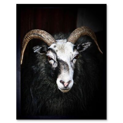 Ram Sheep Face Close Up Black White Horns 12X16 Inch Framed Art Print