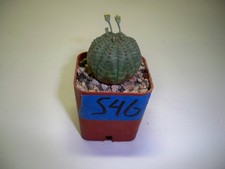 #546 -  Obesa Male Seedling