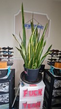 Big Size Snake Plant In Amazing Healthy Condition