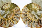 Fossil PAIR Ammonite Great Color Crystal Cavities XXXL 7.3" 110myo 187mm e3659ss — photo 2