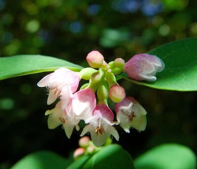 SEEDVILLE USA 30 WESTERN SNOWBERRY Shrub White Pink Flower Symphoricarpos Occidentalis Seeds