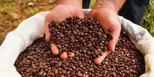 Costa Rican Tarrazu Coffee Bean Tree Seeds (25) /  DELICIOUS / Easy 