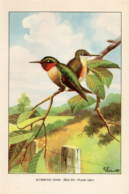 1926 Vintage TODHUNTER BIRDS ''RUBY-THROATED HUMMINGBIRD'' Full COLOR Art Litho