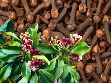 Whole Cloves 100 Organic Sun Dried, Hand Picked from INDIA 100 gram TO 1 kg
