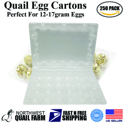 Jumbo Quail Egg Cartons 24 Cell (4x6) 250pcs - Secure Snap Close, Fast Shipping