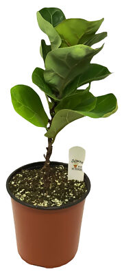 FlowerPotNursery Fiddle Leaf Fig Little Sunshine Ficus Lyrata sp. L. S. 1 Gallon