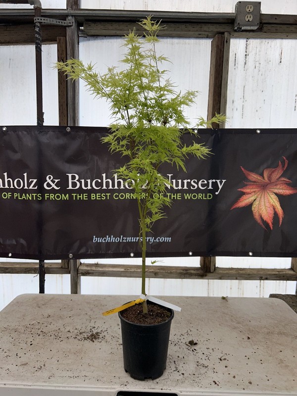 Acer palmatum 'Judith Ann' Japanese Maple 1 Gallon