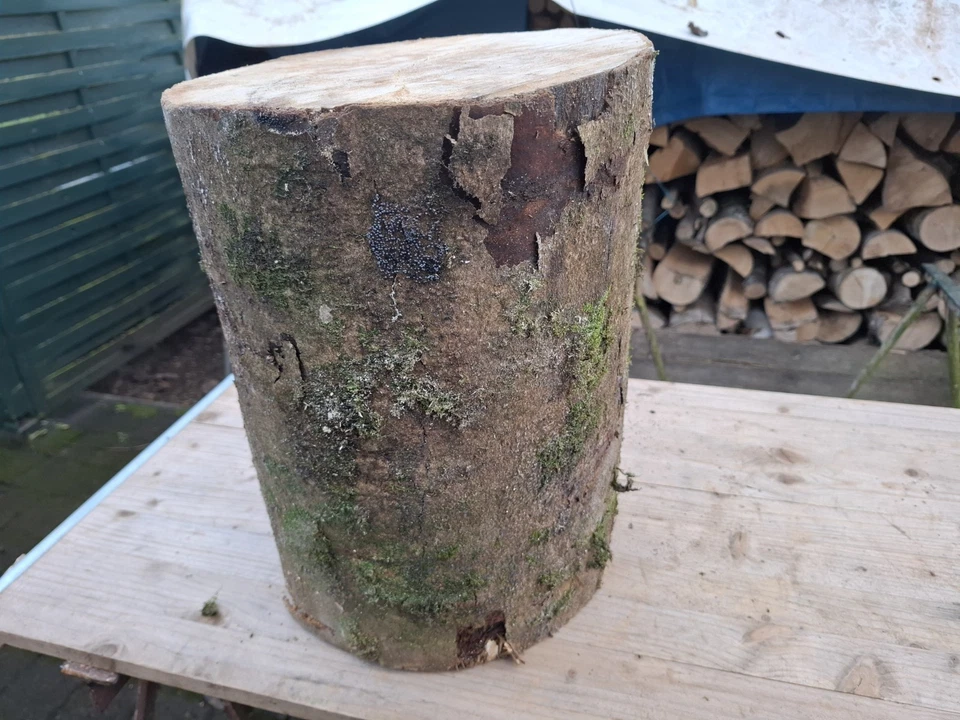 DEKO Baumstamm Holz Klotz AHORN Höhe ca. 40 cm Durchmesser ca. 30 cm HAUKLOTZ - Bild 2 von 4