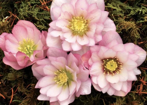 Helleborus Winter Jewels Cotton Candy (2 Plants)