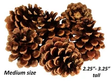 Lot of 50 Oregon Ponderosa Pine Cones Organic Natural Medium Size 2.25" - 3.25"