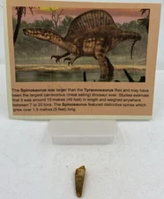 Spinosaurus Teeth Dinosaur F0SSIL Before T Rex Cretaceous J477