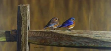 On a Rail by Richard Clifton Fine Art Print Nature Bird Wildlife Poster 13x19