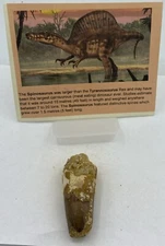 Spinosaurus Teeth Dinosaur F0SSIL Before T Rex Cretaceous J863