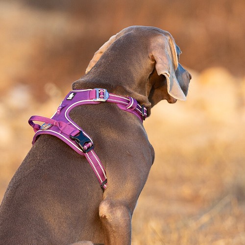 True Love No Pull Dog Harness - Picture 16 of 23