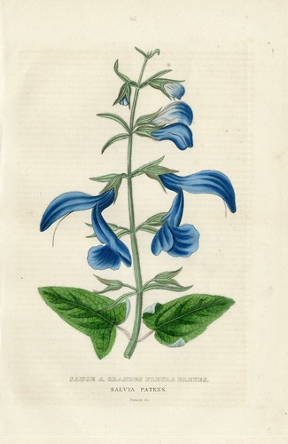 Bulk Lobelia Herb Dried Lobelia inflata 2oz 56g Lungs & Nerve USA Free Shipping - Picture 9 of 11