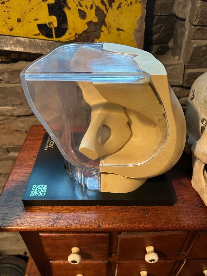 Vintage Medical Anatomical Knee Model Merck - Indocin