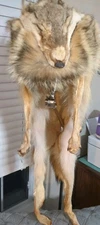Genuine Real Coyote Hat. Lined And Freshly Tanned Soft Leather Hide With Legs!
