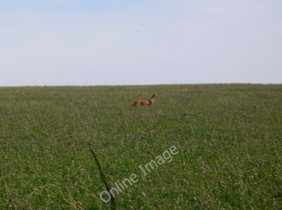Foto 6x4 Hirsch läuft auf Cocking Down Bepton c2010