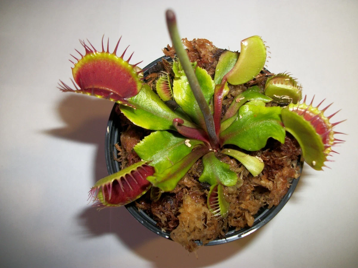 Live Sphagnum Moss For Sale - Carnivorous Plants Nursery