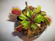 Adult Size Venus Flytrap (Fly Trap Carnivorous Plant) Dionaea Muscipula 3in. pot