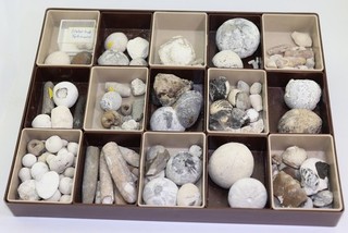 Seeigel Sammlung Flintigel Kreide Fehman Deutschland N40