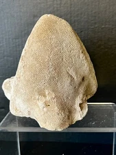 Vintage reef coral natural marine fossil hill shape cliff rock  6"