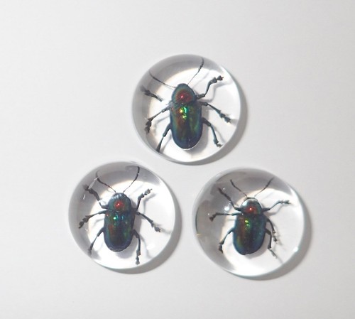 Insect Cabochon Shining Leaf Beetle Round 19 mm Clear 12 Pieces Lot - Picture 10 of 11