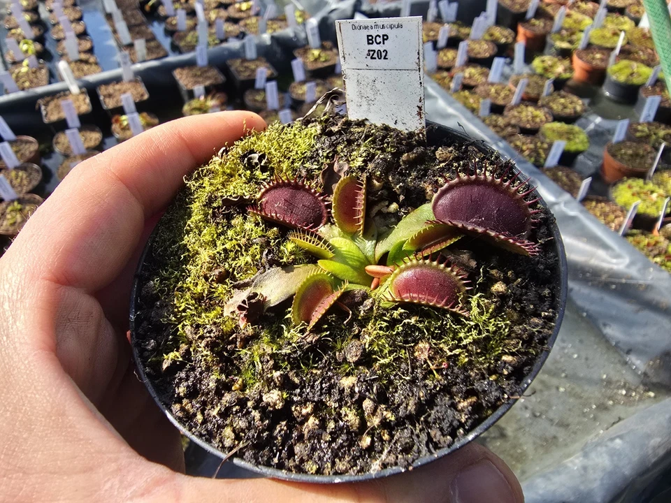 Dionaea muscipula "BCP Z02", fleischfressende Pflanzen, Venusfliegenfalle - Bild 1 von 1