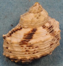 Turbo Chrysostoma 42x35x43mm Turbo Chrysostoma 42x35x43mm