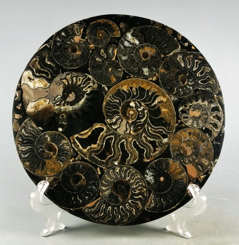 AMMONITE SHELL JURASSIC DISK HALF CUT w/Wenge Stand-Madagascar - Picture 7 of 10