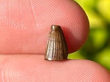 Hell Creek Fossil Crocodile Tooth Croc Reptile Dinosaur Tooth Cretaceous Age