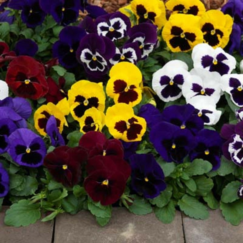 40 Winter Flowering Pansy Select F1 Mixed Hanging Basket Bedding Plug