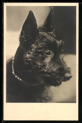 Ansichtskarte Schwarzer Terrier mit Halsband 