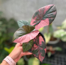 Sale1686 Alocasia Serendipity Rosa Foglia per Finestra 3 Semi