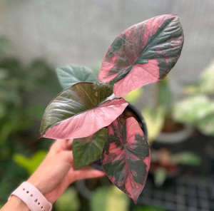 5x Alocasia Micholitziana Samen  Exotische Pflanzen, Mehrjhrig, Einfach  Zu Kultivieren Samen Sukkulenten