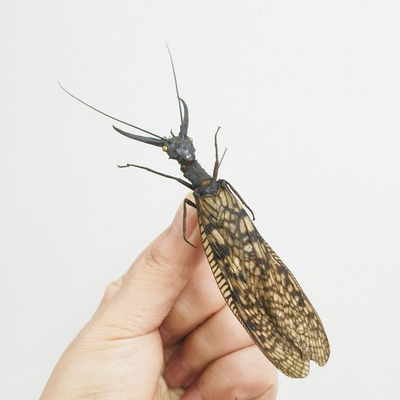 #ad REALGiant dobbyfly defect Acanthacorydalis Science Education Specimen $34.00