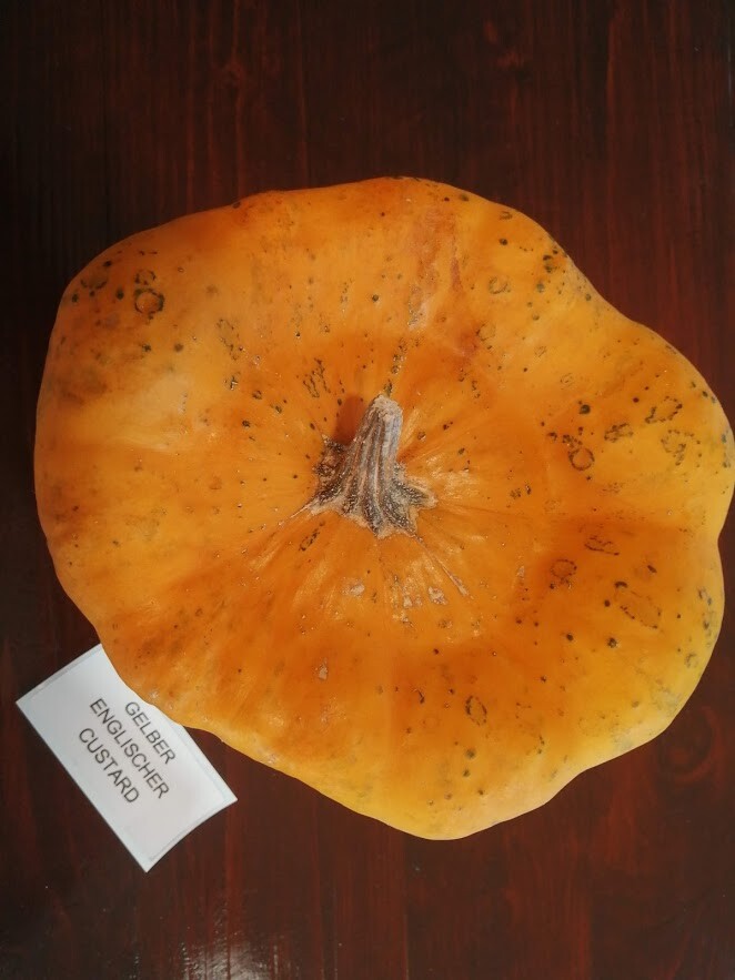 Gelber Englischer Custard Patisson - Squash 10+ Samen - Saatgut - Seeds ...