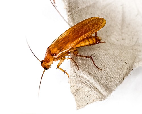 (1000 Mixed Sizes) Red Runner Roaches / Turkestan Lateralis / Live ...