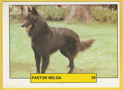 Hunde - Spanischer Sammelkarten Aufkleber um 1981 Kaufmann #29 Belgischer Schäferhund