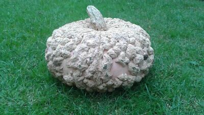 Galeux d'Eysines Kürbis - 5+ Samen - LECKER und WARZE! C 007