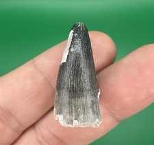 Fossil Crocodile / Alligator Tooth 1.23″ – Bone Valley, Florida