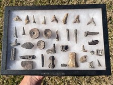 Texas Cretaceous Fossil Collection North Sulphur River Mosasaur Shark Fish