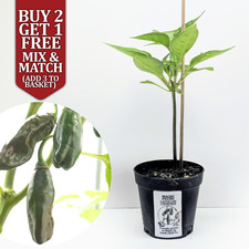 Machu Picchu RARE XXL Chilli Pepper Plug Plant 10-15cm Tall