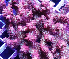 Strawberry Shortcake Acropora Frag Zoanthids SPS LPS Corals, 1 Inch