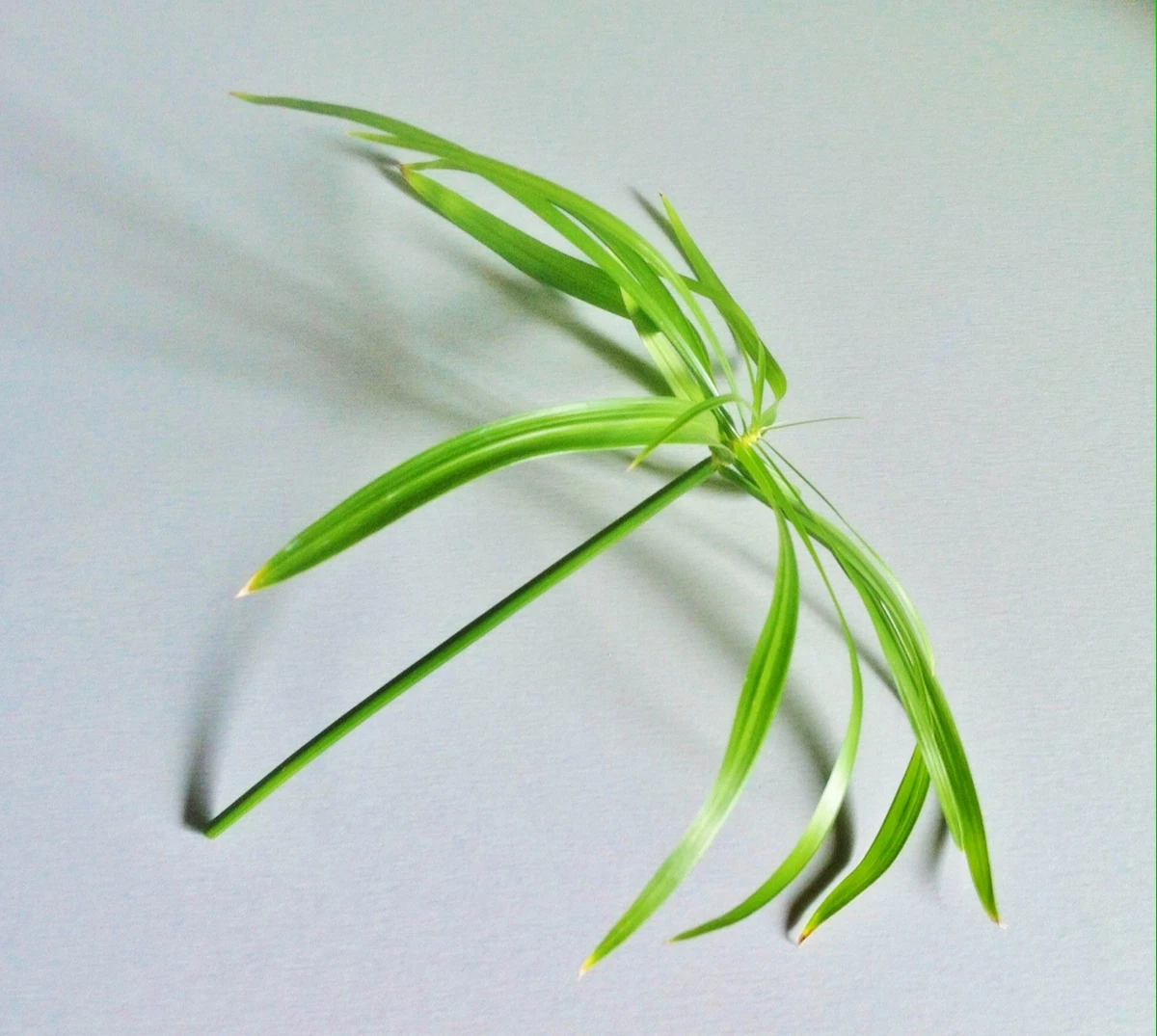 Cyperus Papyrus in Gewurzelte Zimmerpflanzen online kaufen | eBay.de