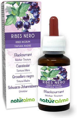 Schwarze Johannisbeeren (Ribes Nigrum) Blätter und Früchte Tinktur Mutter alkoholfrei - Extrakt