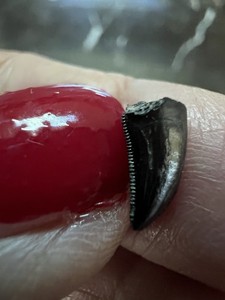 Tiny T-Rex Tooth-dinosaur fossil