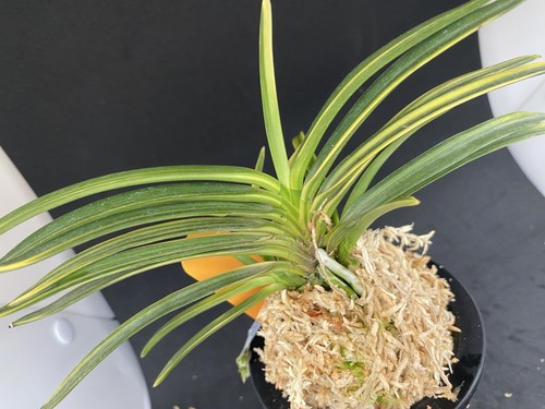 (BIN)Neofinetia falcata(japaneseorchid)stripe/KUMO/YUKOKU-NISHIKI 幽谷錦 - Picture 9 of 9